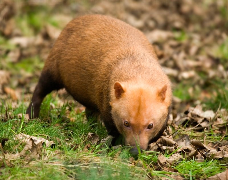 Speothos venaticus