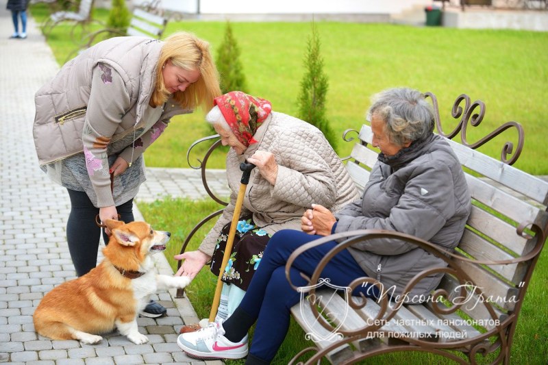 Senior Dog Care