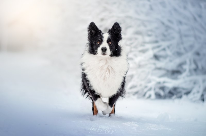 Бордер колли зимний