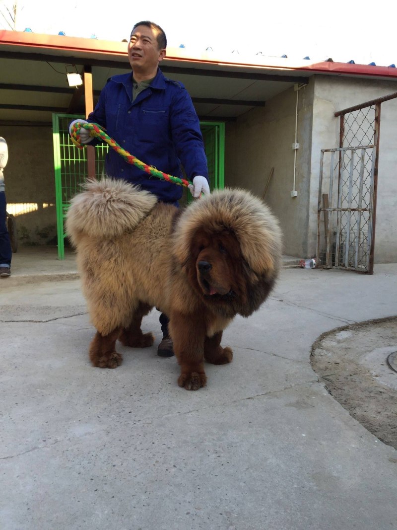 Большая собака по-китайски и самая большая собака Китая (60 фото)