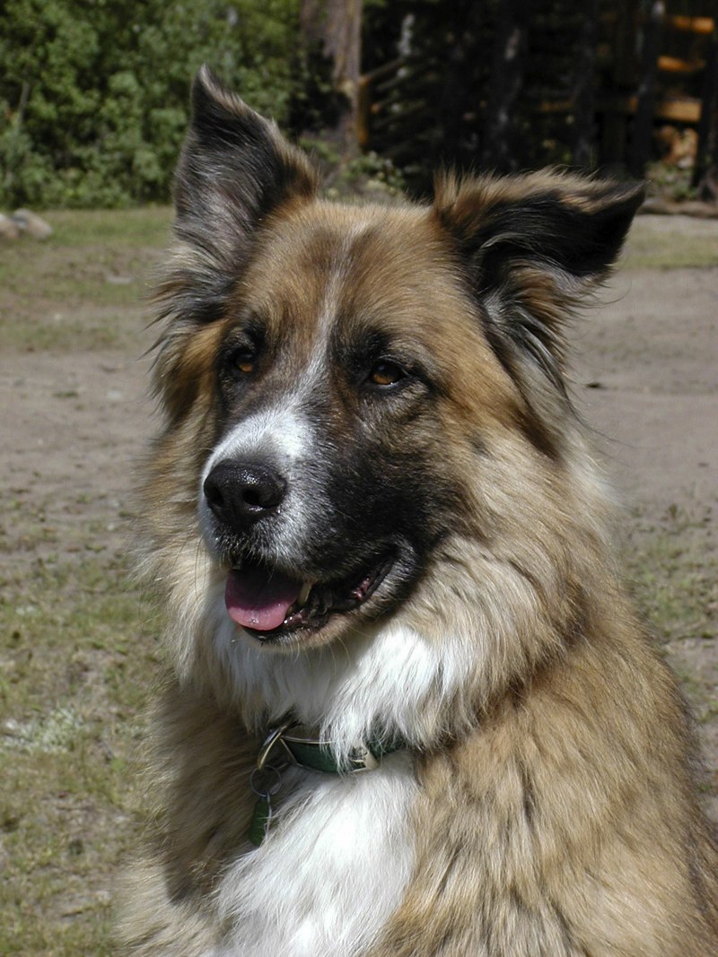 Шилонская овчарка Shiloh Shepherd
