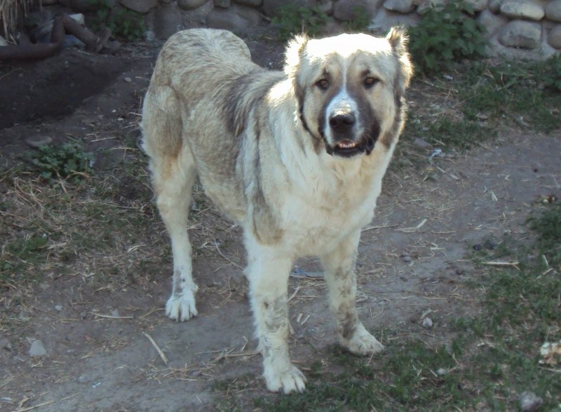 Romanian Carpathian Shepherd Dog