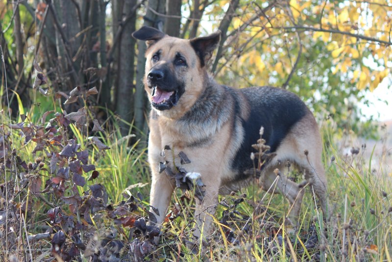 Romanian Carpathian Shepherd Dog