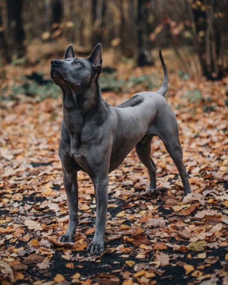 Махтай риджбек тайский