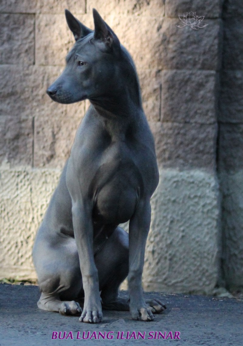 Синий тайский риджбек