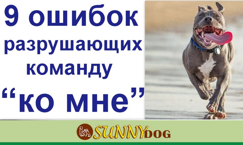 Команда для собаки интересно