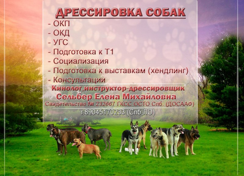 Визитки по дрессировке собак