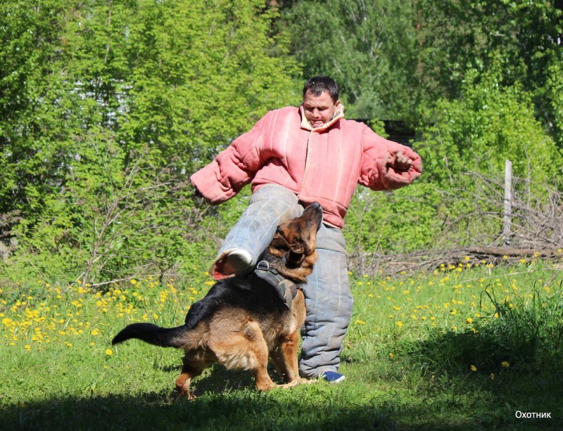Овчарка бегает