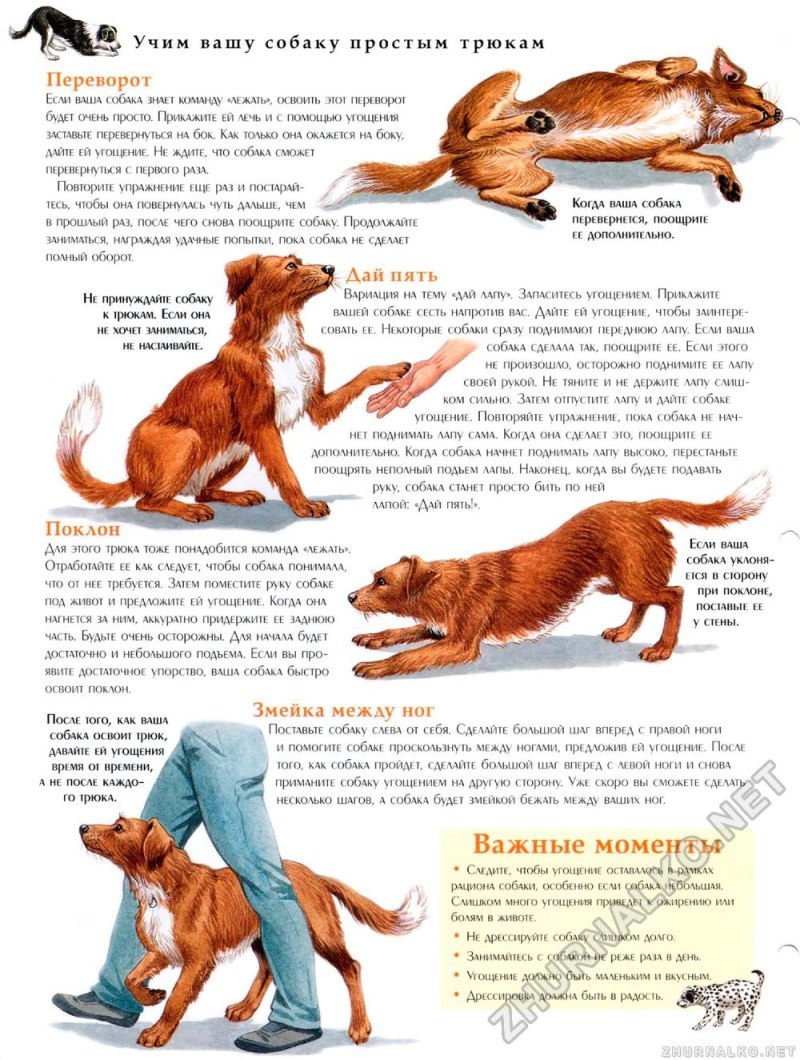 Как научить собаку командам щенка