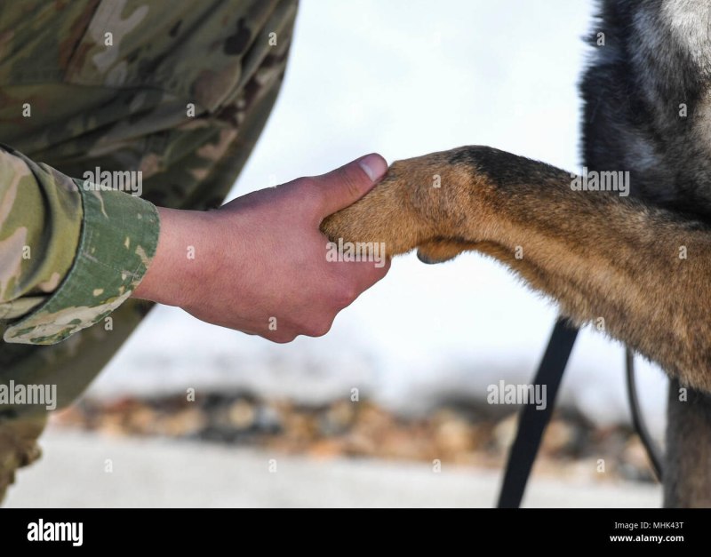 Собачья команда баланс