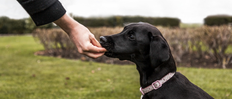 Early Puppy Training is an important Foundation