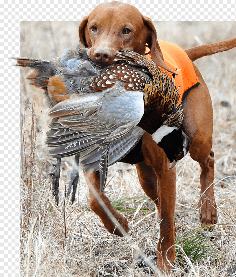 Vizsla, German Shorthaired Pointer