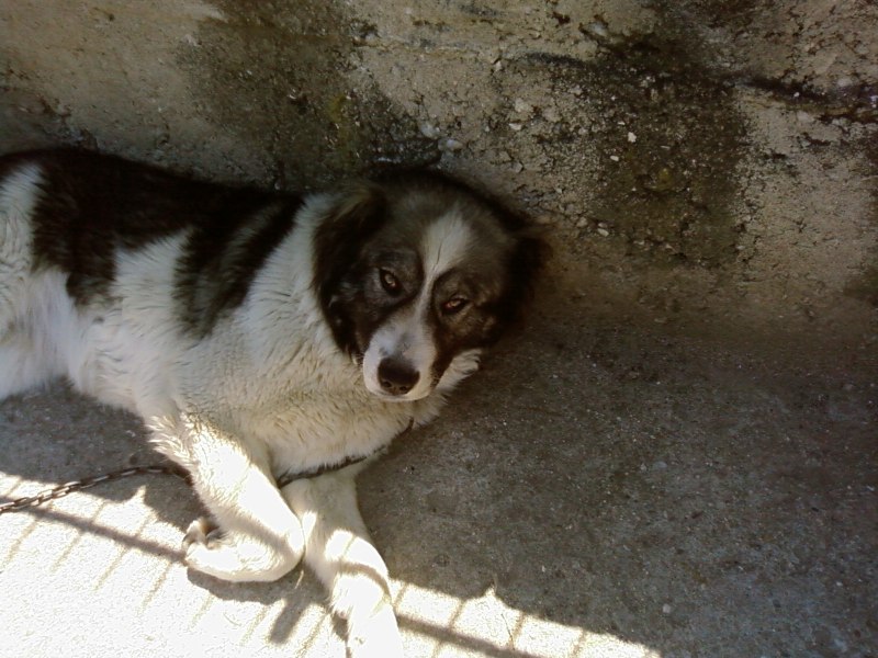 Karakachan Puppy