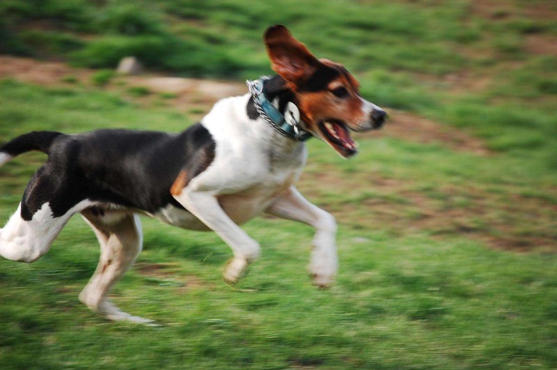Fox Hound собака