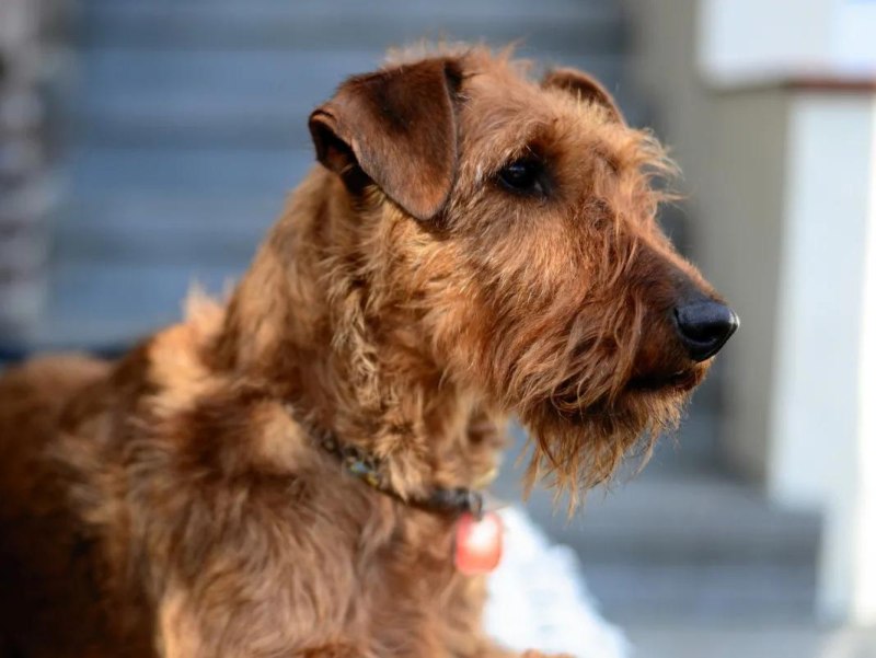 Ирландский терьер Irish Terrier