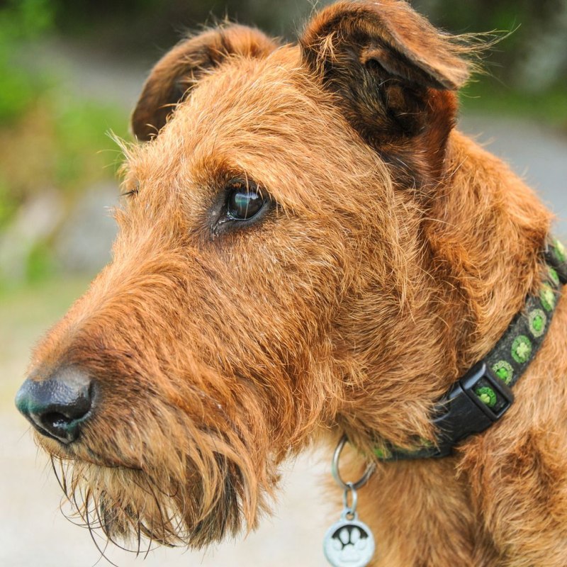 Ирландский терьер Irish Terrier