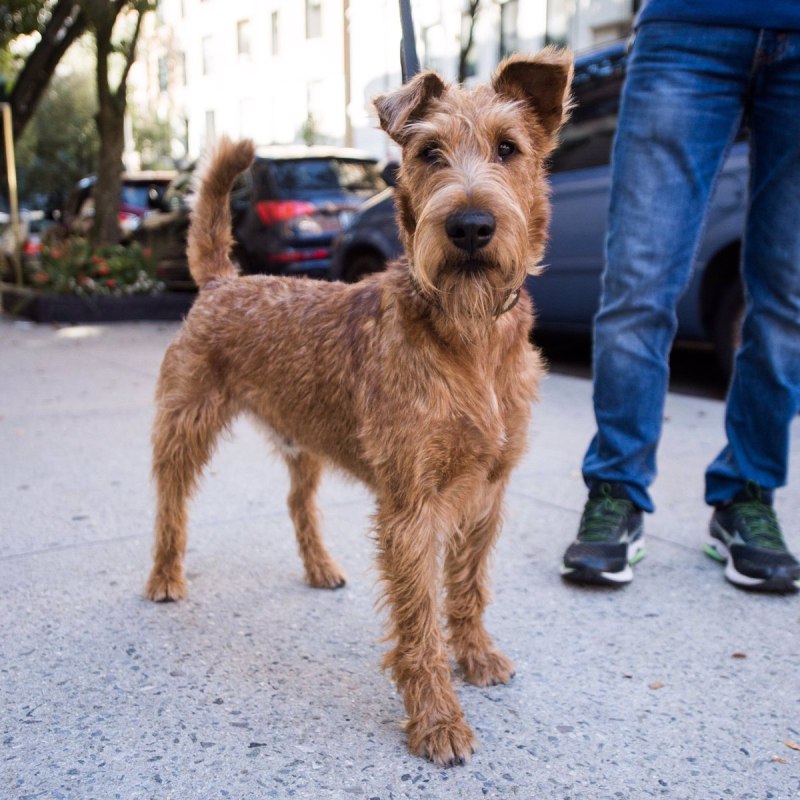Ирландский терьер Irish Terrier
