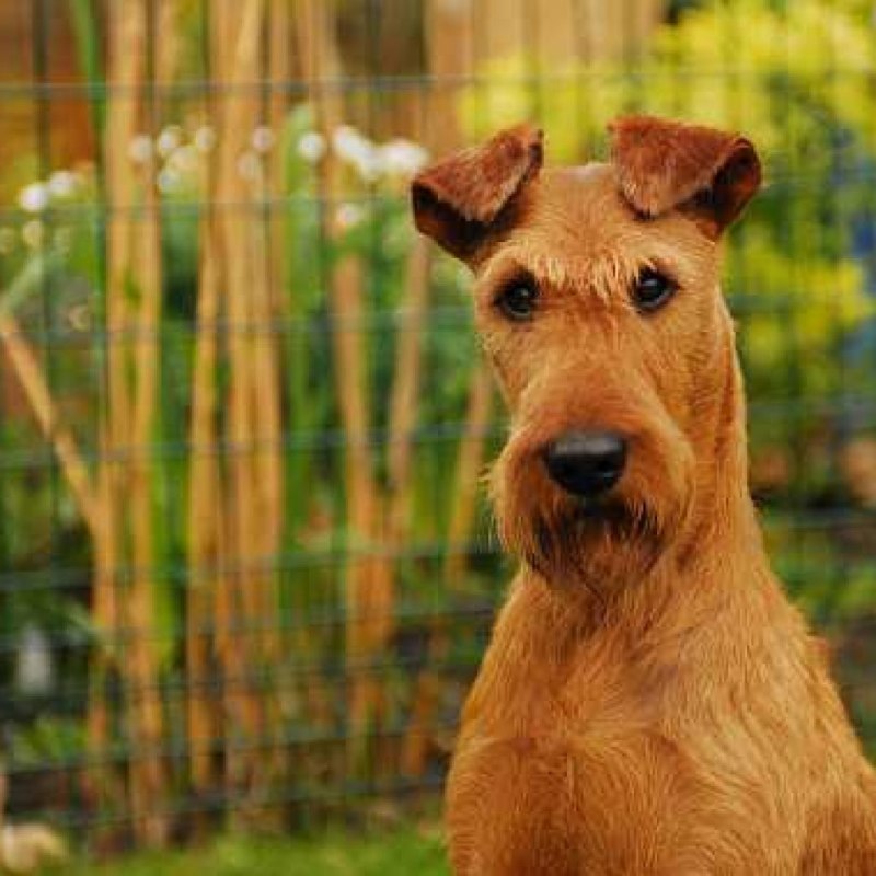 Ирландский терьер Irish Terrier