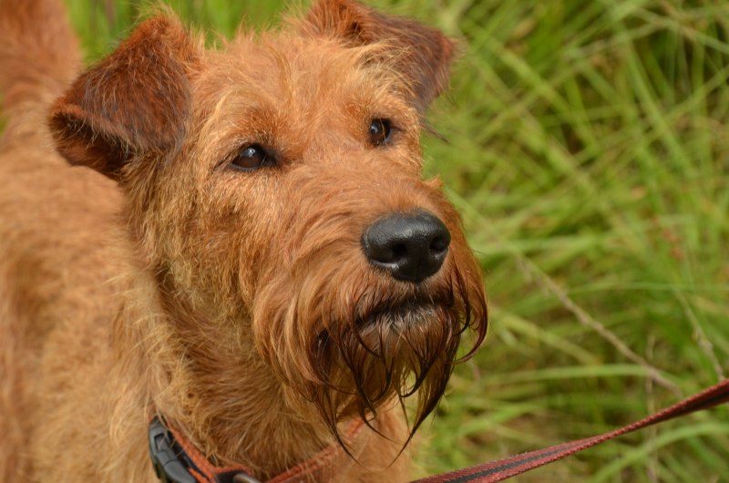 Ирландский терьер Irish Terrier