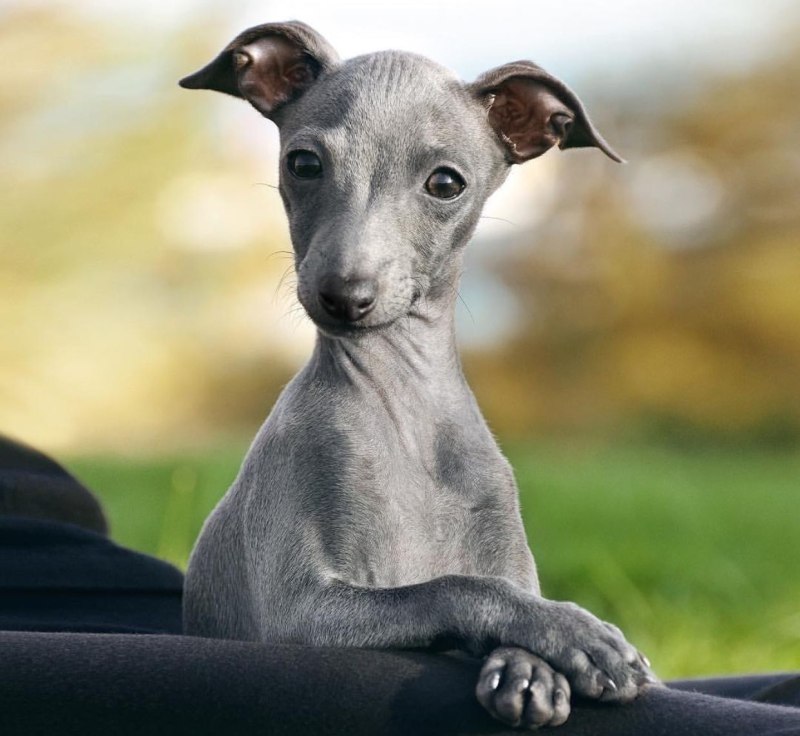 Питомник левреток Costa d'Amber Kennel