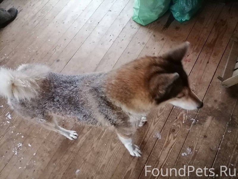 Хаски с человеком
