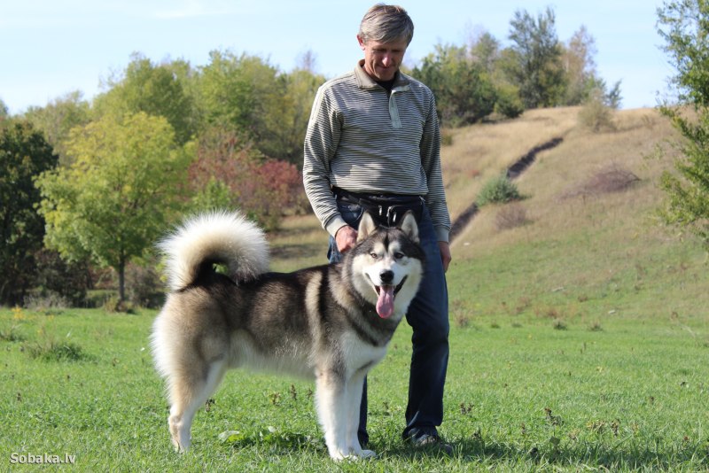 Аляскинский маламут с человеком
