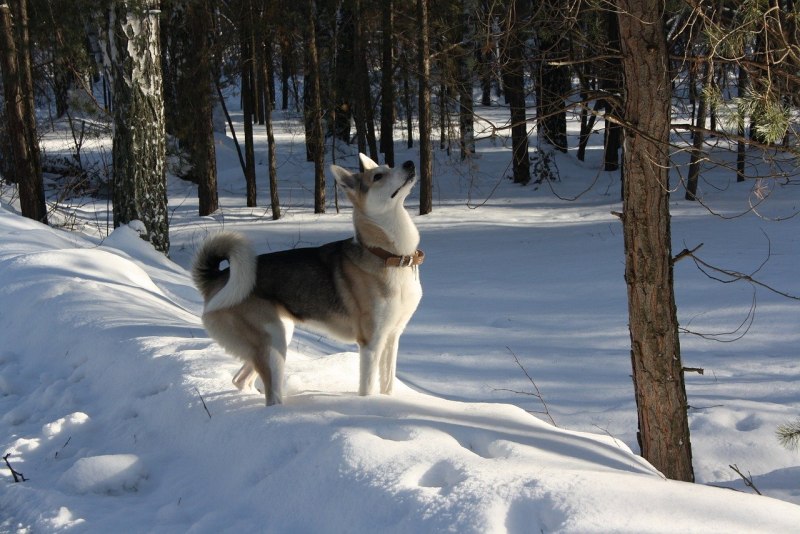 Giant Alaskan Malamute