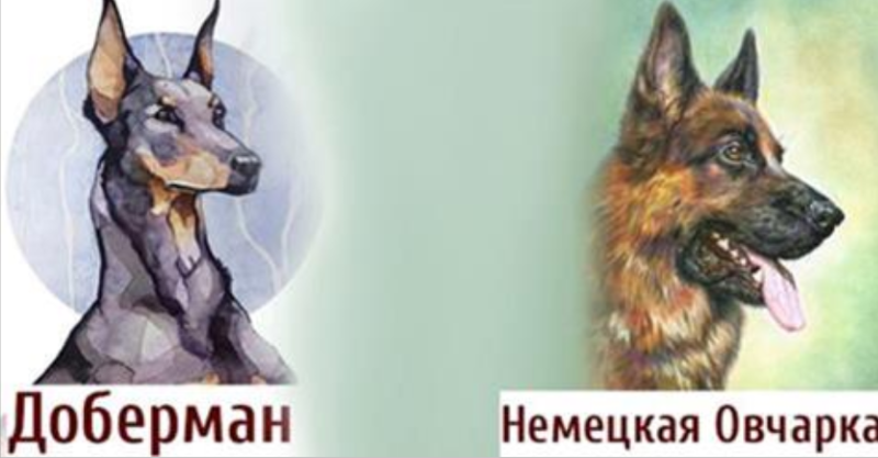 Знаки зодиака собаки