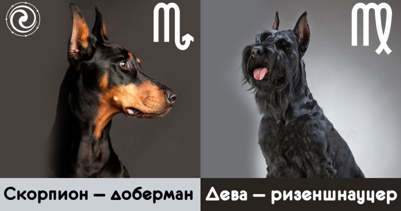 Собака по гороскопу