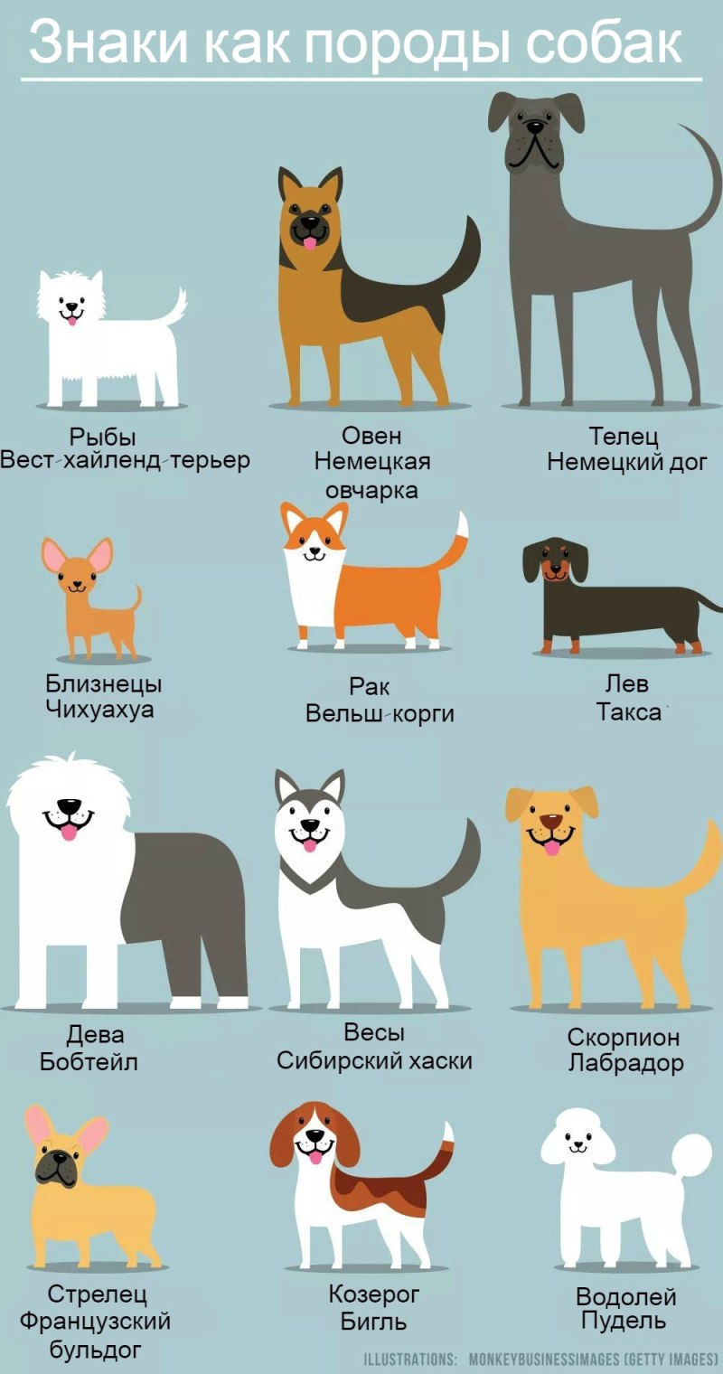 Породы собак по знаку зодиака
