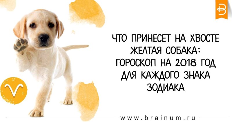 Знаки зодиака собаки