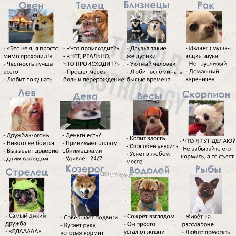 Породы собак по знаку зодиака