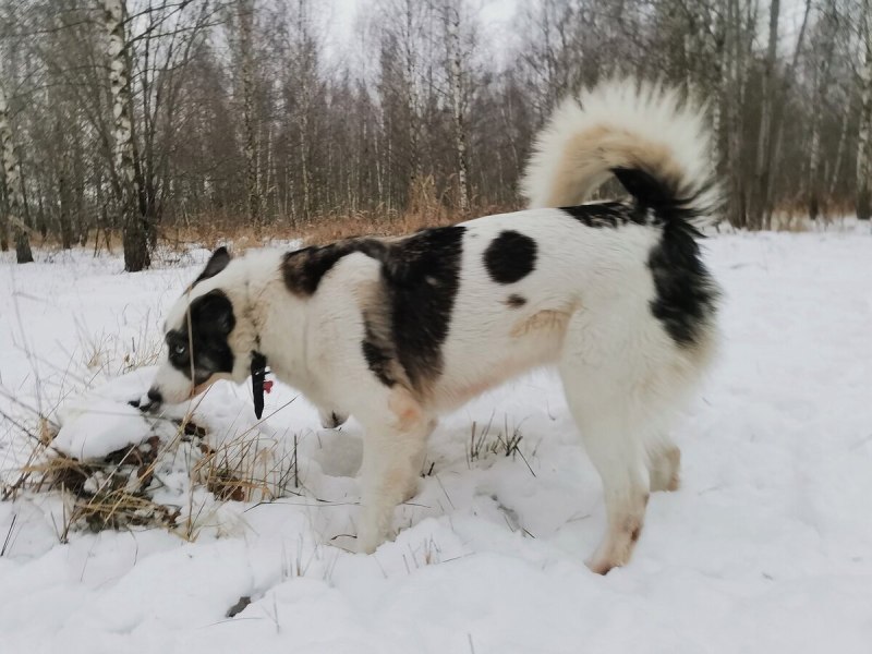 Игрушки для собак фрисби