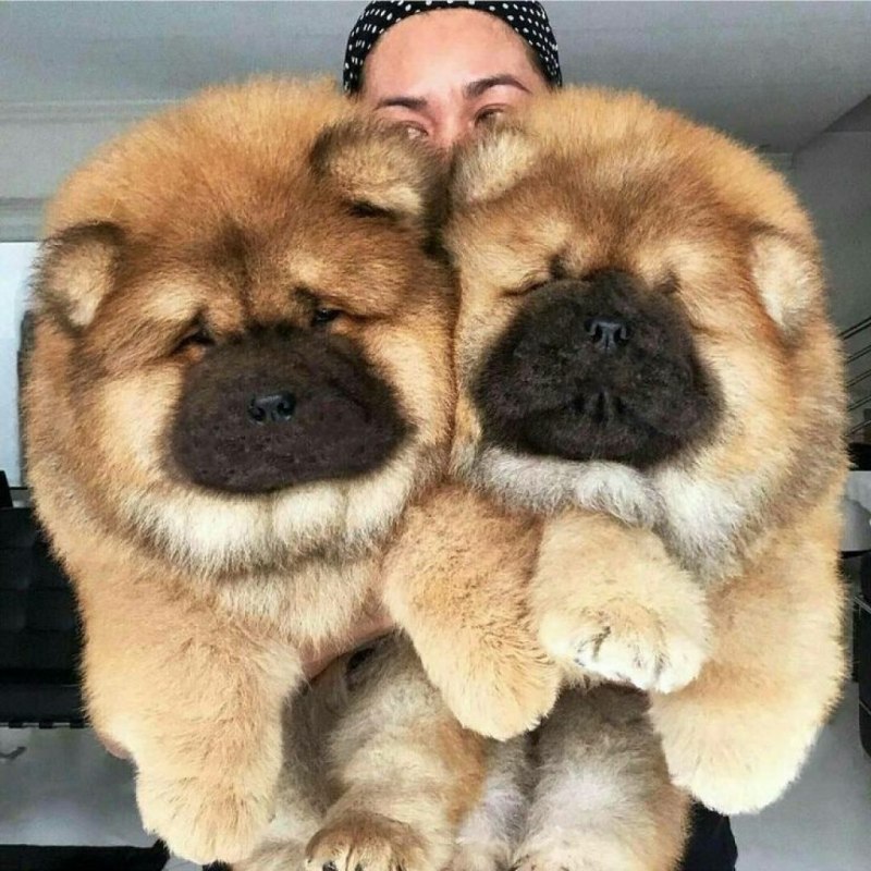 Чау чау большой