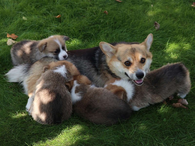 Вельш корги щенки