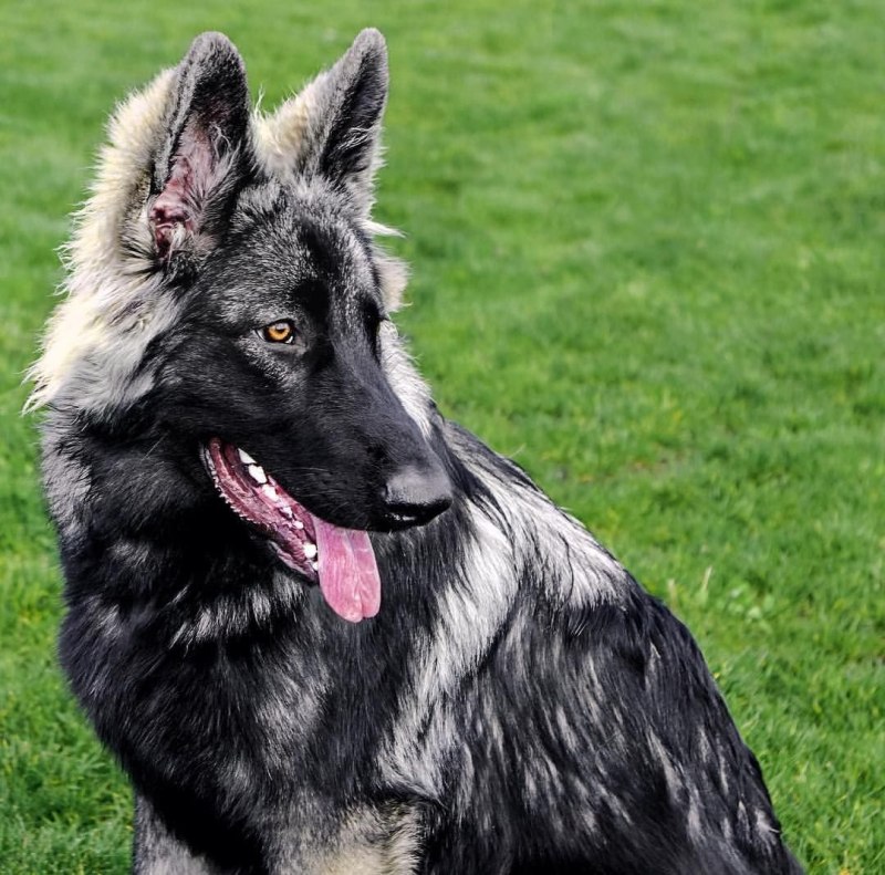 Шилонская овчарка Shiloh Shepherd