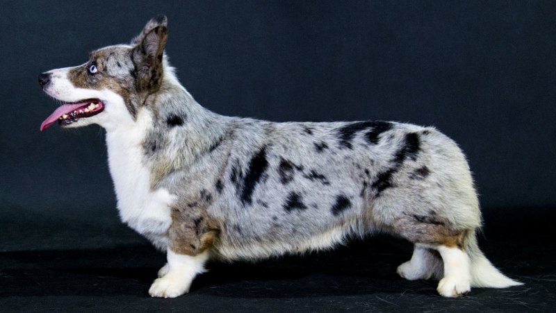 Cardigan Welsh Corgi