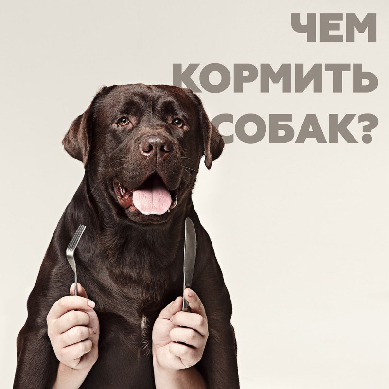 Чем кормить собаку