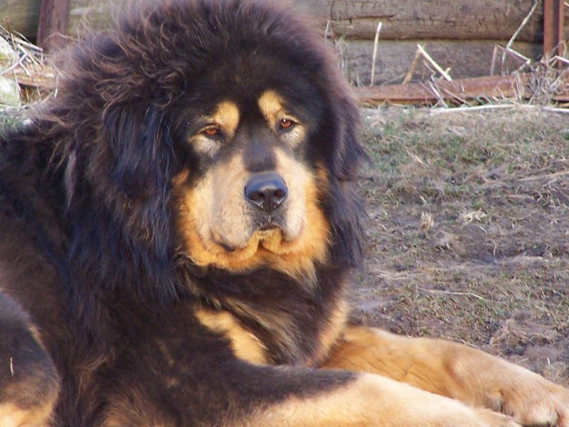 Собака тибетский мастиф