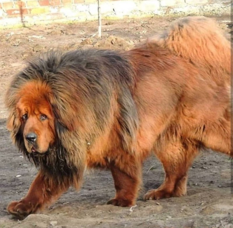 Тибетский мастиф