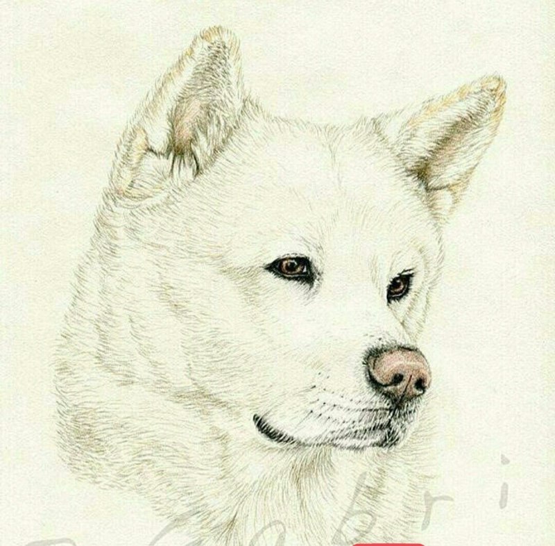 Акита ину Хатико рисунок
