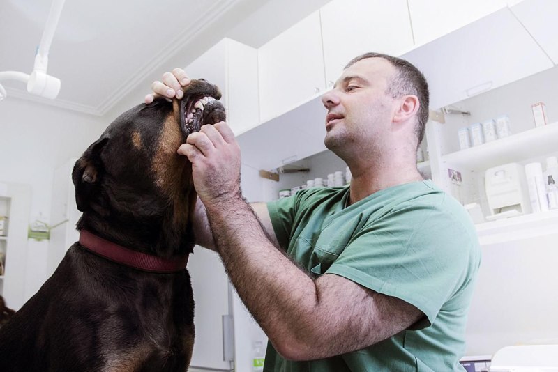 Осмотр зубов у ветеринара. Стоматологические заболевания у собак. Опухоли ротовой полости у собак. Рак собака 2024