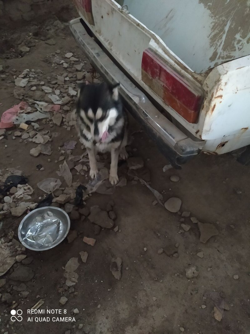 Хаски себболы