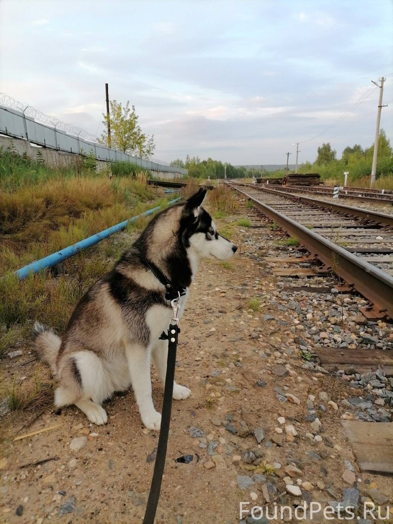 Хаски дышит язык наружу