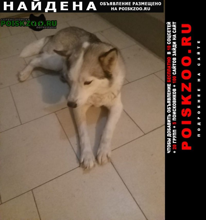 Хаски собачья жизнь альбом картинки