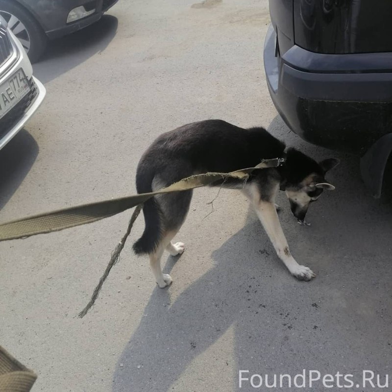 Собака в самолете