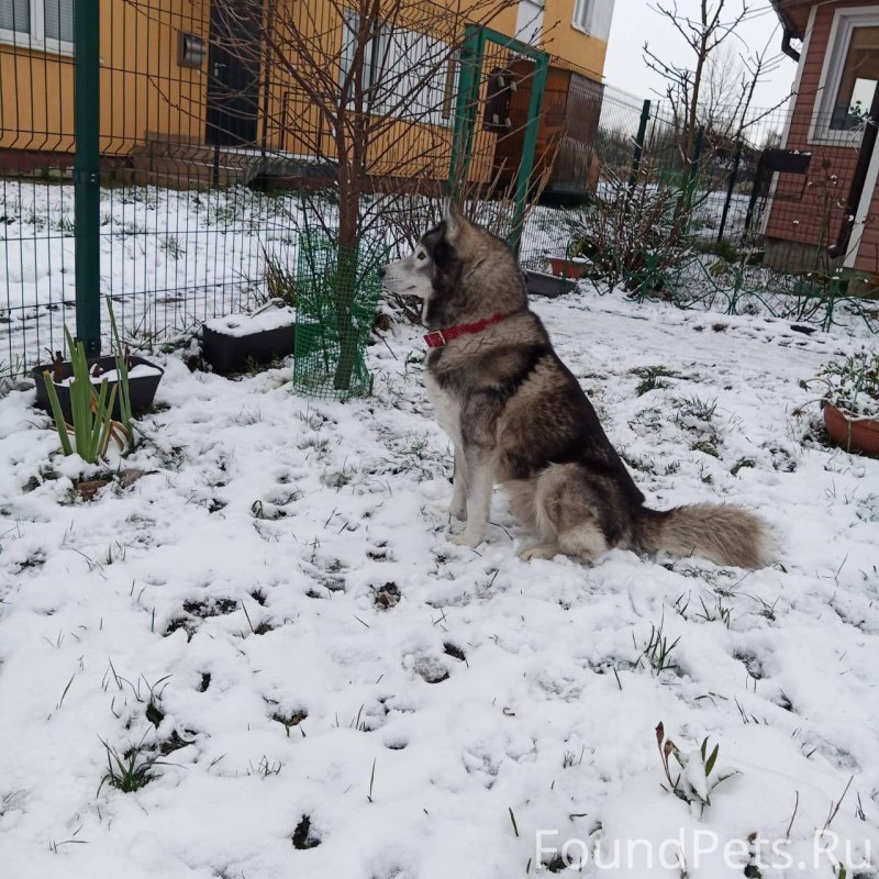 Собака летчик