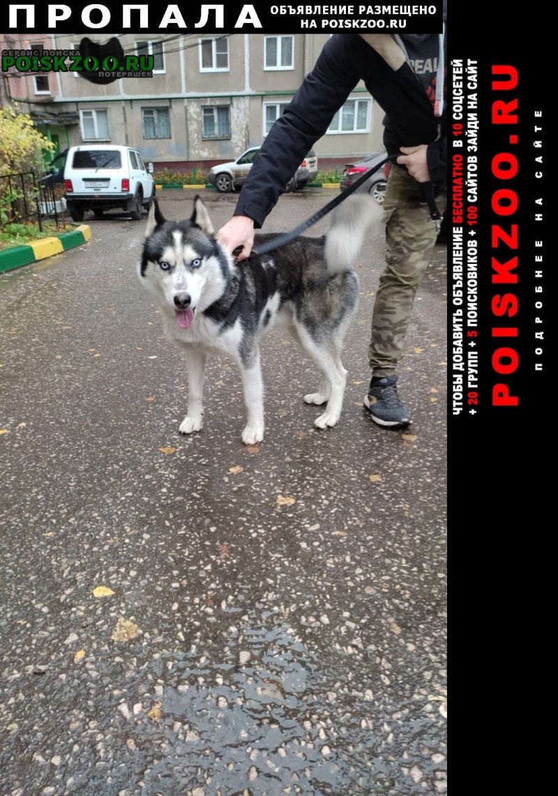 Маламут в салоне самолета