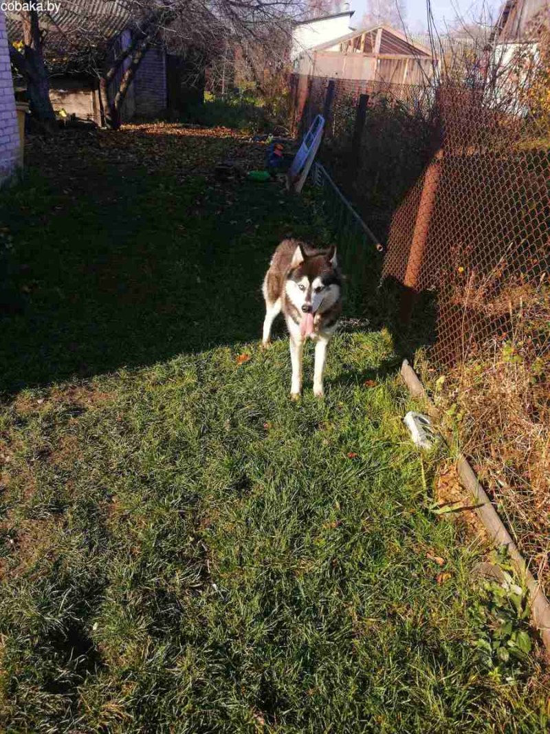 Самолет хаски