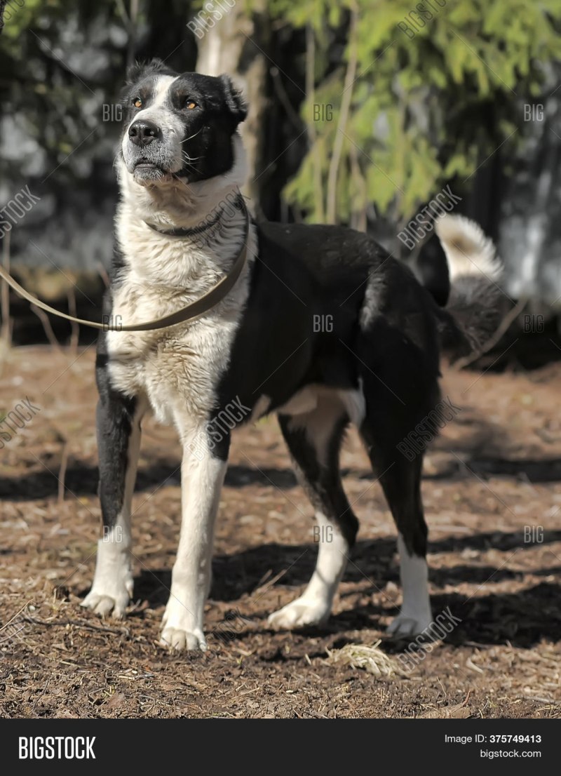 Собака Crossbreed